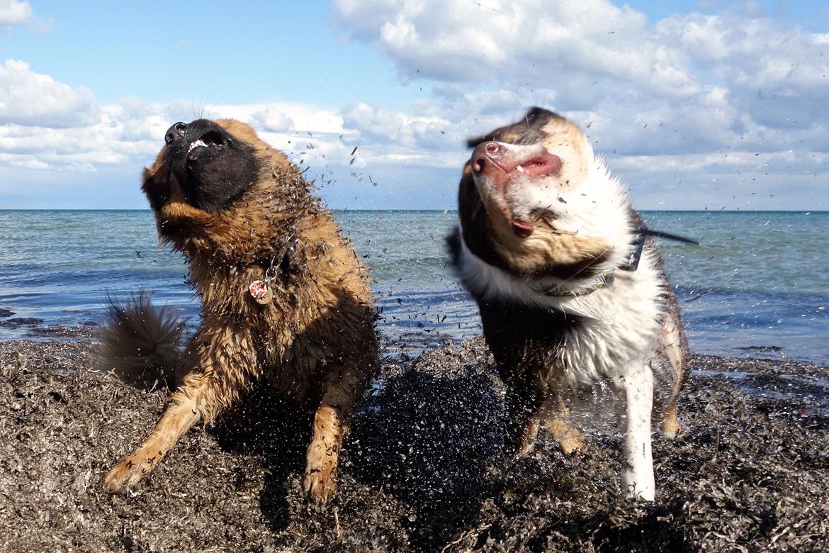 Eurasier Sally billede 3