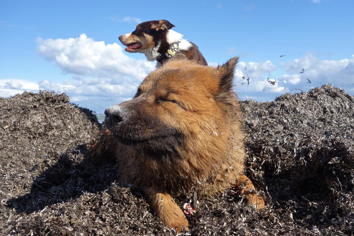 Eurasier Sally billede 4