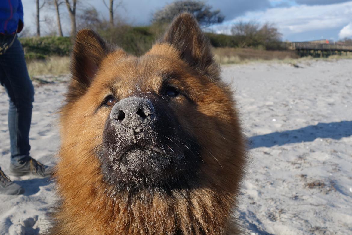 Eurasier Sally billede 5