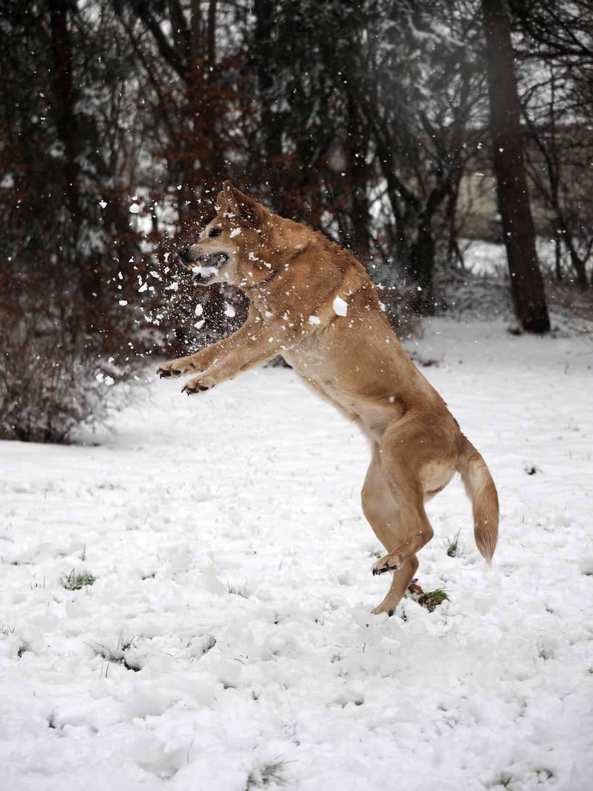 Labrador retriever (Formel 1) Sally billede 2