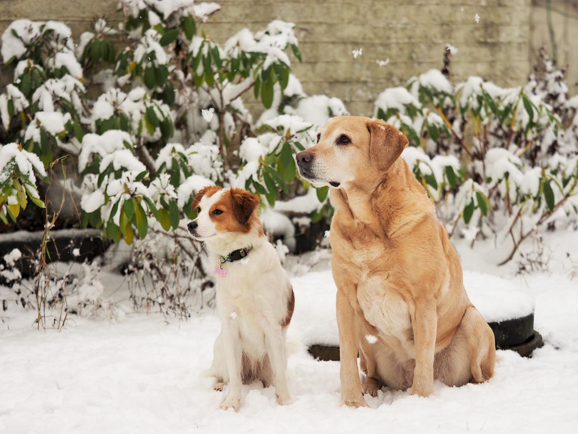 Labrador retriever (Formel 1) Sally billede 4