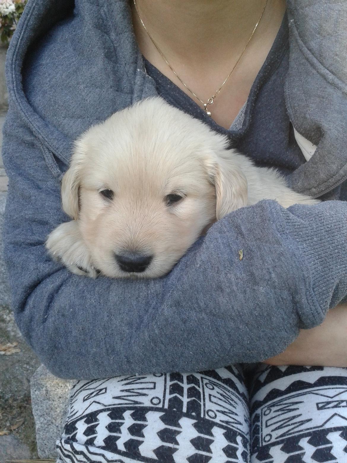 Golden retriever ludvig - ludvig- 5 uger første gang vi var ude og se ham.  billede 2