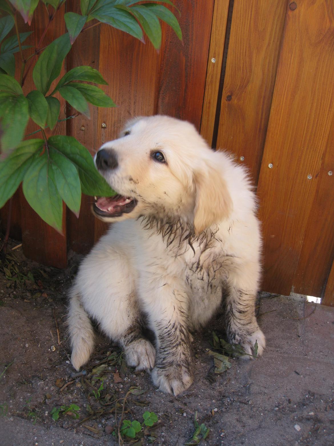 Golden retriever ludvig billede 5