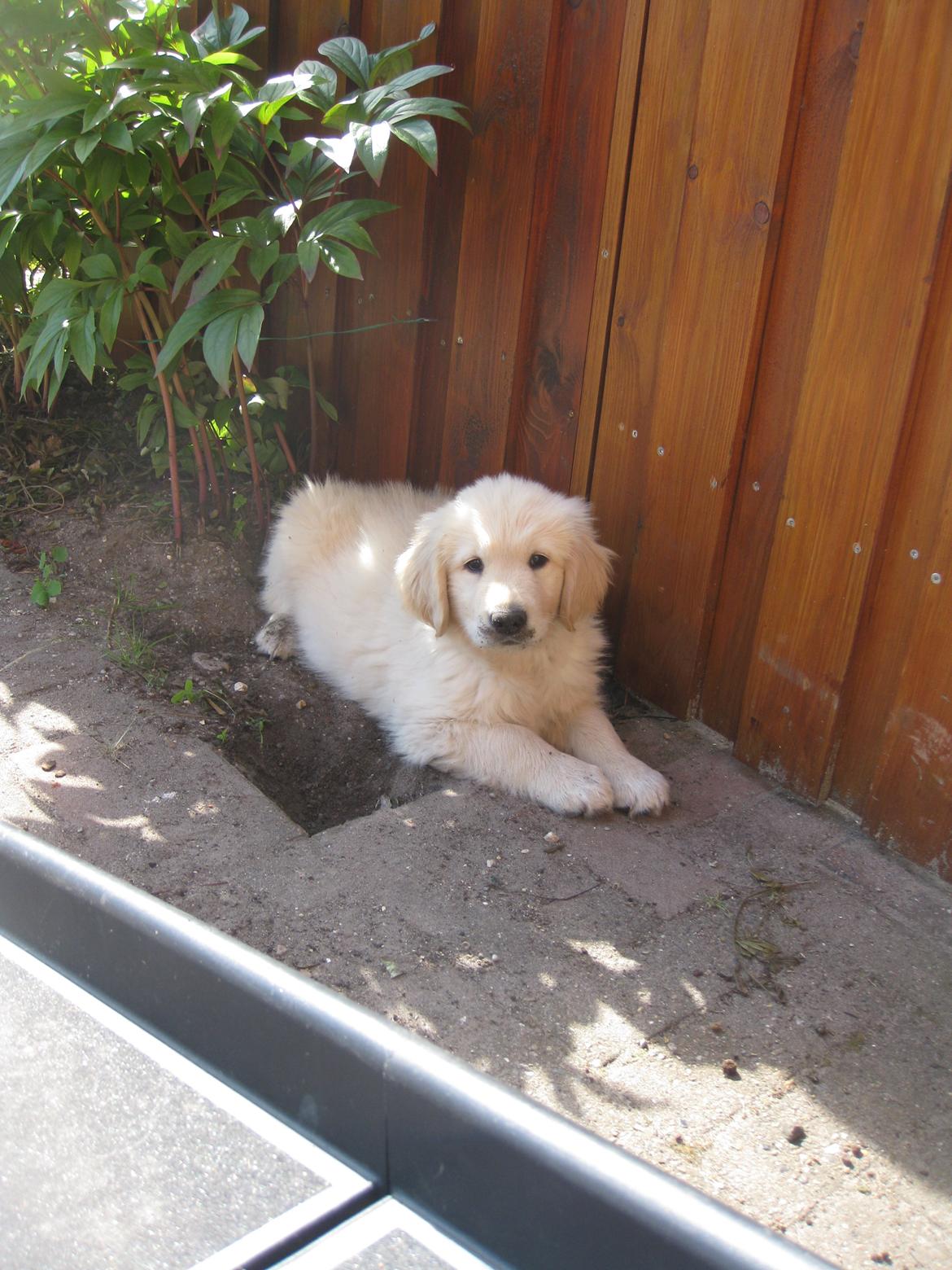 Golden retriever ludvig - om det mig der har gravet det hul?! nej da, jeg uskyldig.  billede 6