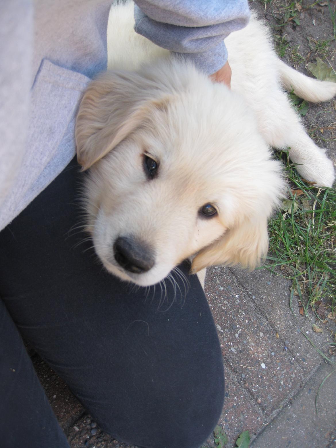 Golden retriever ludvig billede 8