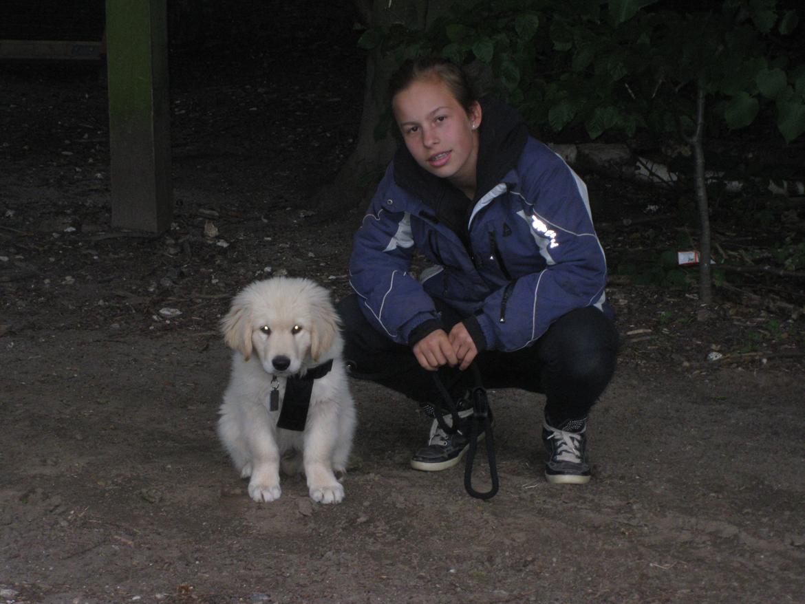 Golden retriever ludvig billede 9