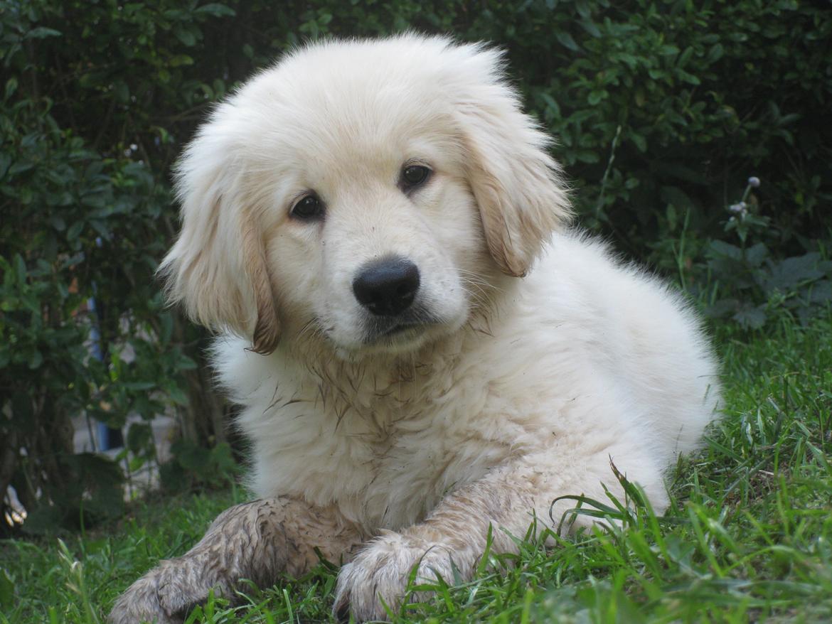 Golden retriever ludvig - ludvig 9 uger. billede 11