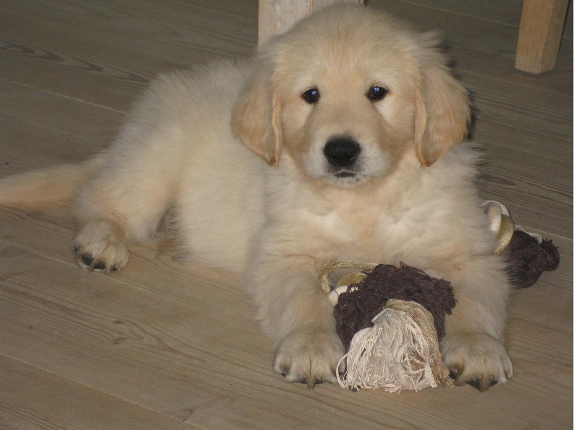 Golden retriever ludvig - ludvig 8 uger. billede 3