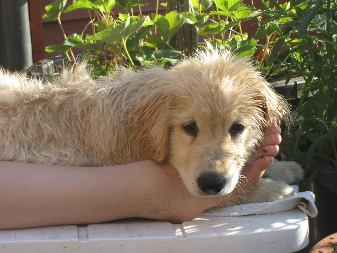 Golden retriever ludvig - ludvig 10 uger. billede 13