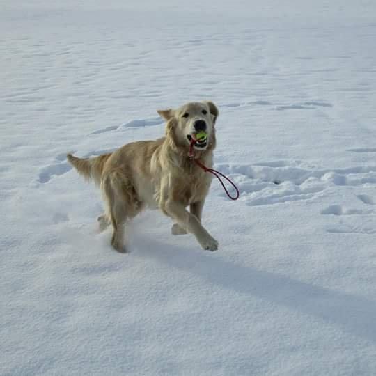 Golden retriever ludvig - 1 tur i steen. 10 måneder. billede 4
