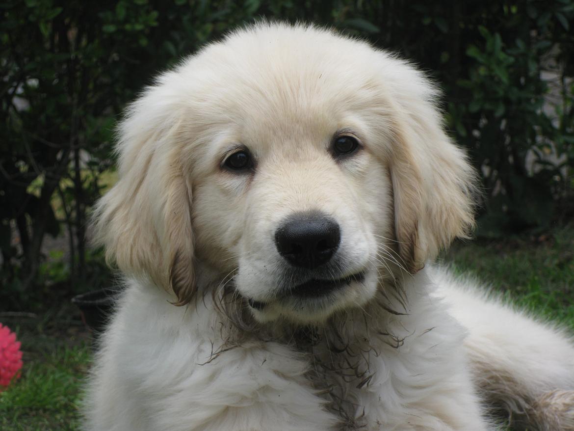 Golden retriever ludvig billede 12