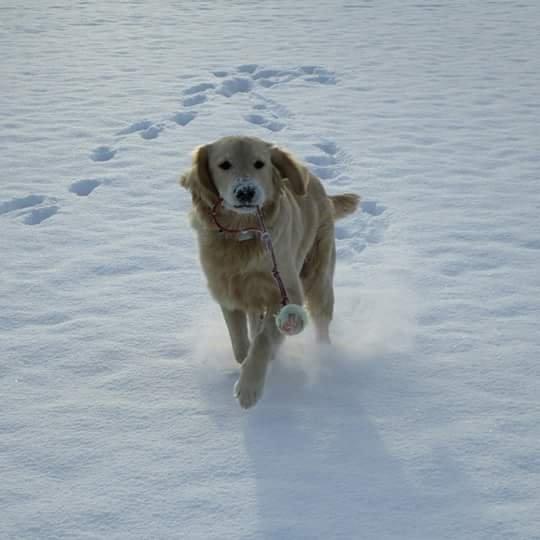 Golden retriever ludvig - 1 tur i steen. 10 måneder. billede 14