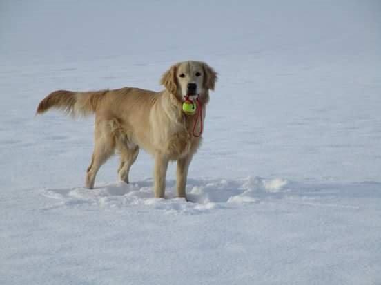 Golden retriever ludvig - 1 tur i steen. 10 måneder. han elskede det :-) billede 17