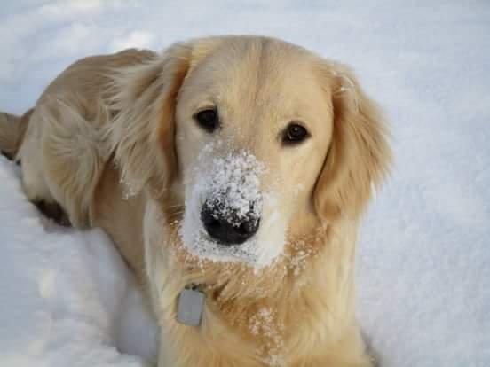 Golden retriever ludvig - 1 tur i steen. 10 måneder. billede 18