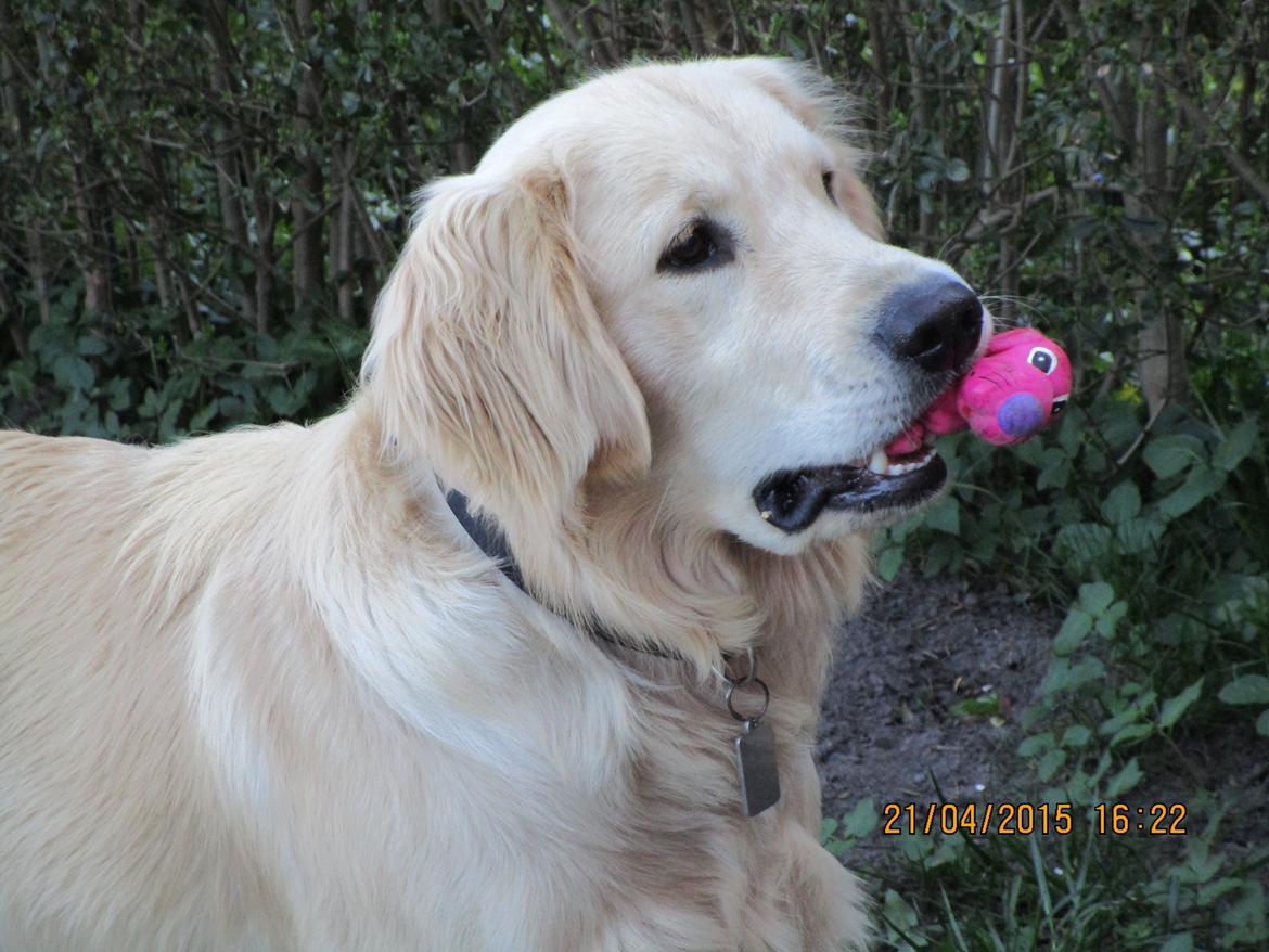 Golden retriever ludvig - 12 måneder billede 21