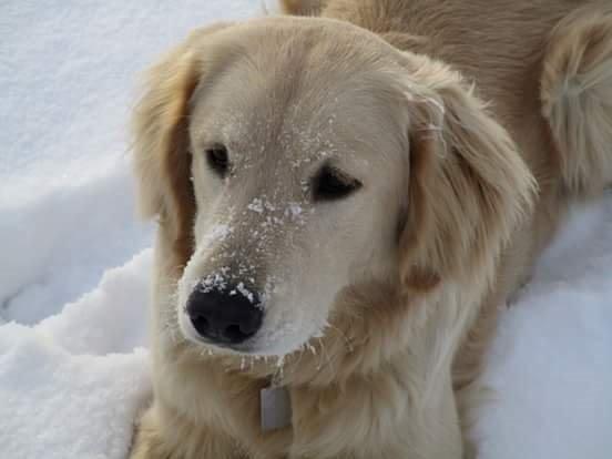 Golden retriever ludvig - 1 tur i steen. 10 måneder. billede 15