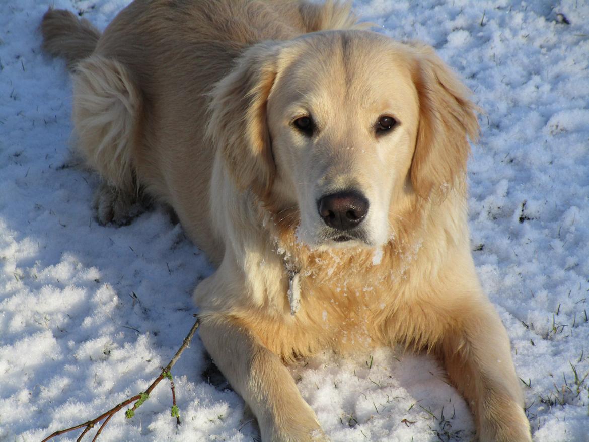 Golden retriever ludvig - 11 måneder billede 22