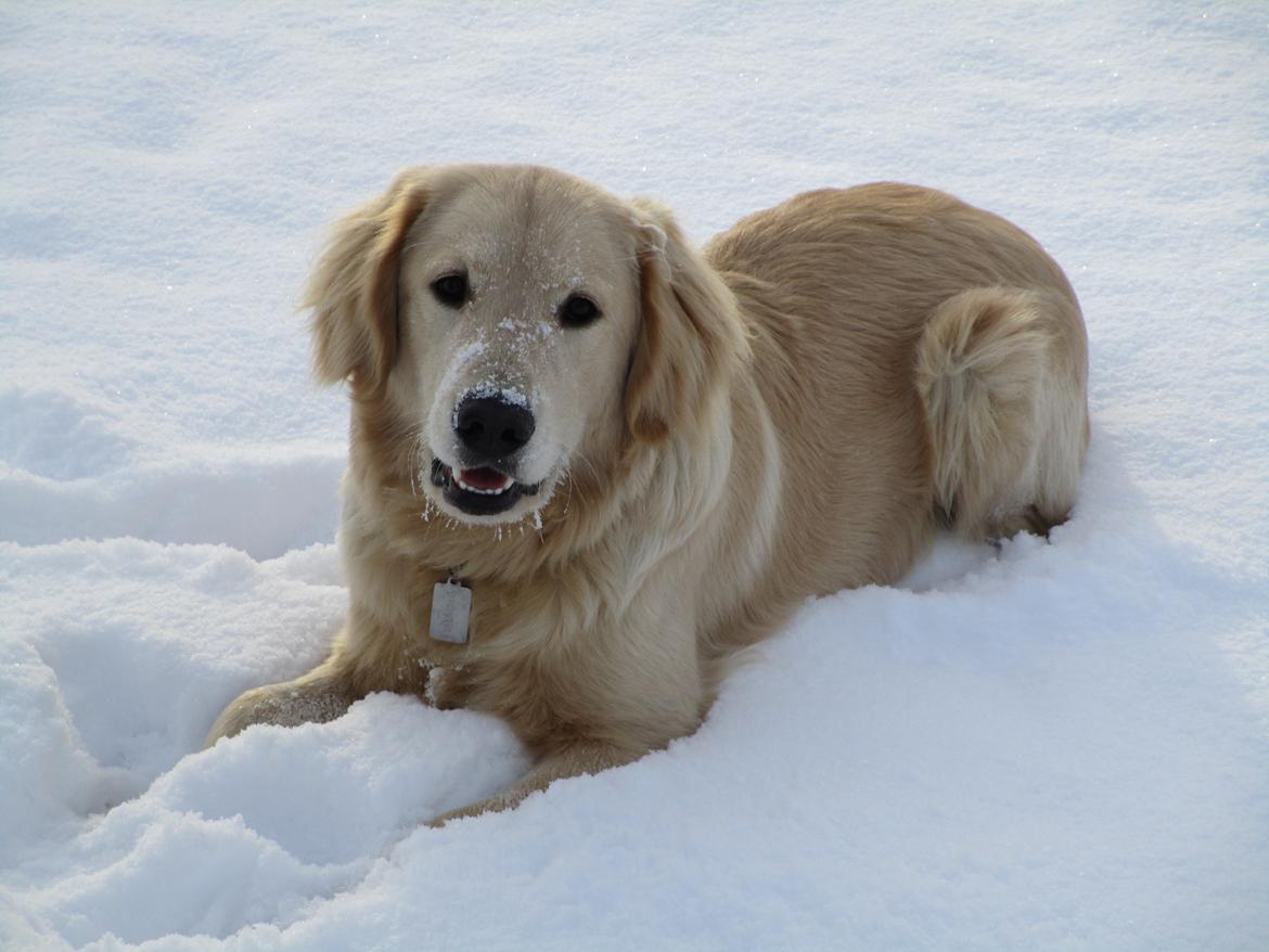 Golden retriever ludvig - 1 tur i steen. 10 måneder. billede 10