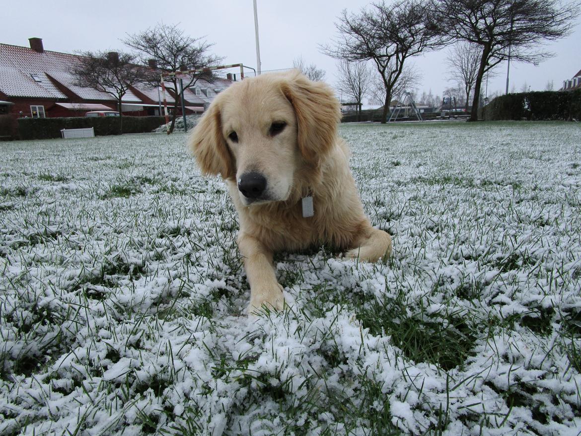 Golden retriever ludvig - 2 gang i sneen :) billede 23
