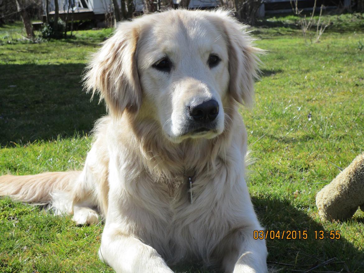 Golden retriever ludvig - 11 måneder billede 25