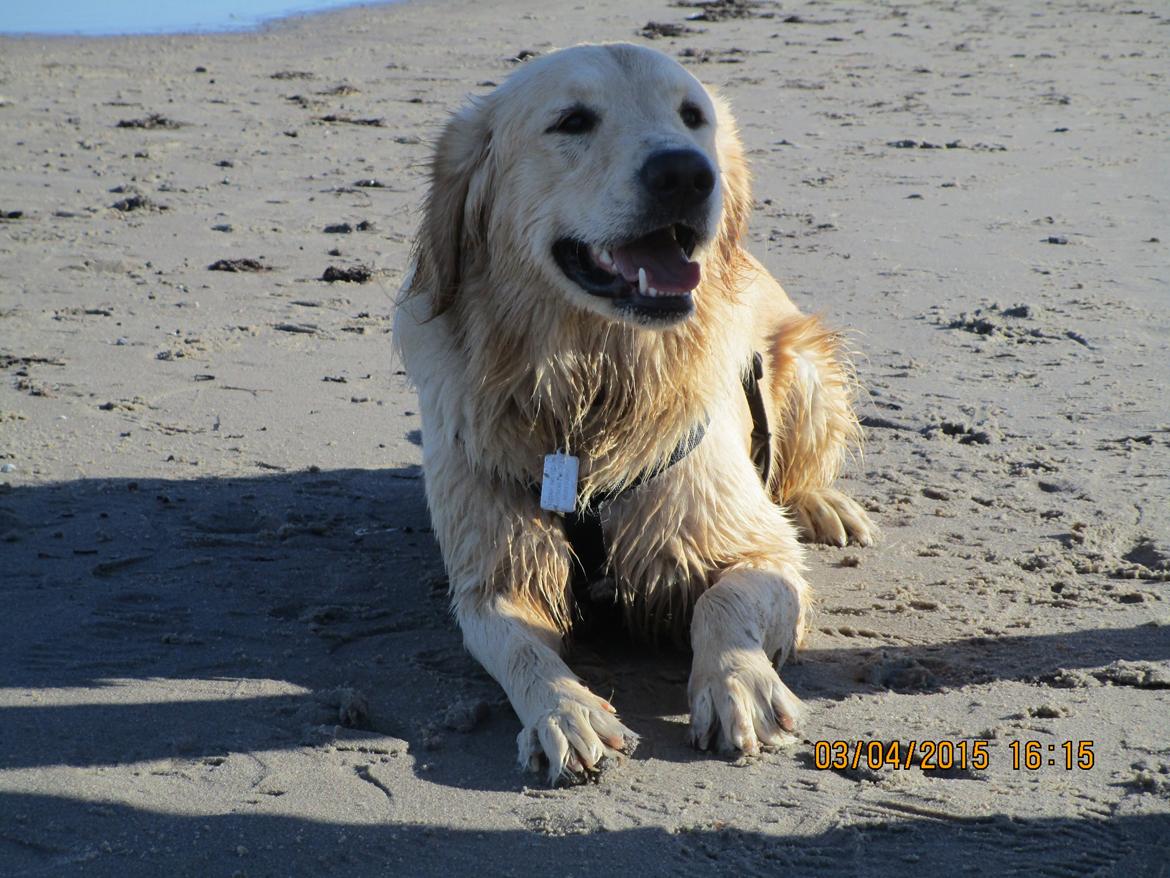 Golden retriever ludvig - en tur på stranden. billede 16