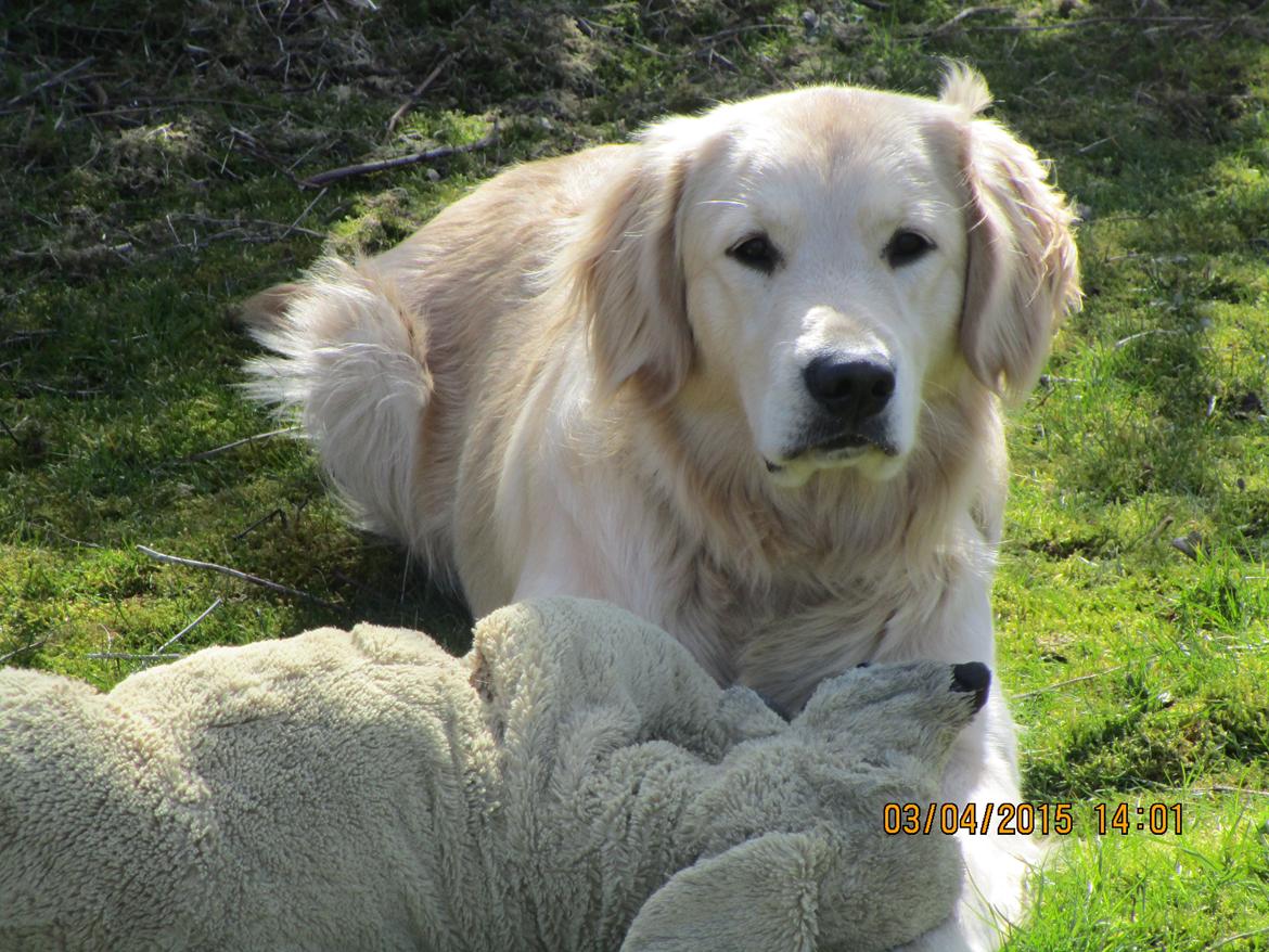 Golden retriever ludvig - 11 måneder billede 19