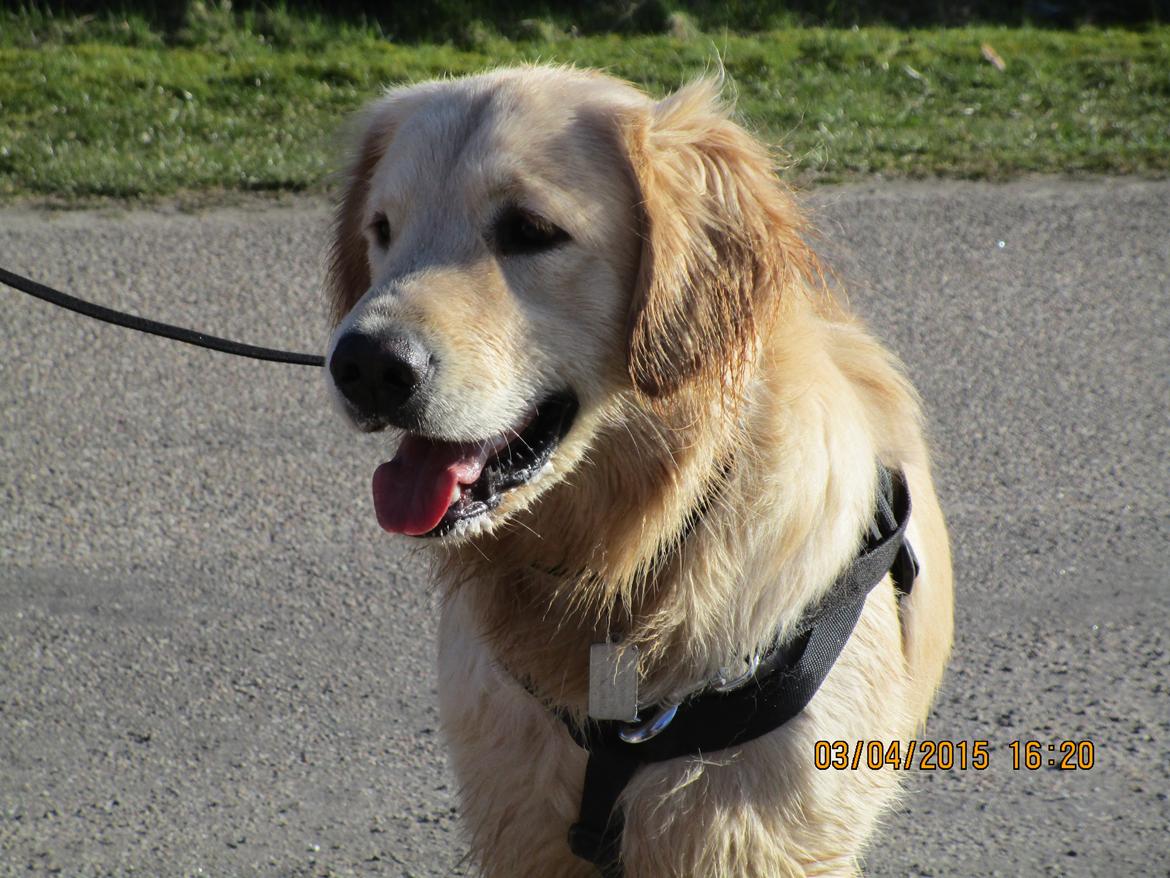 Golden retriever ludvig billede 1