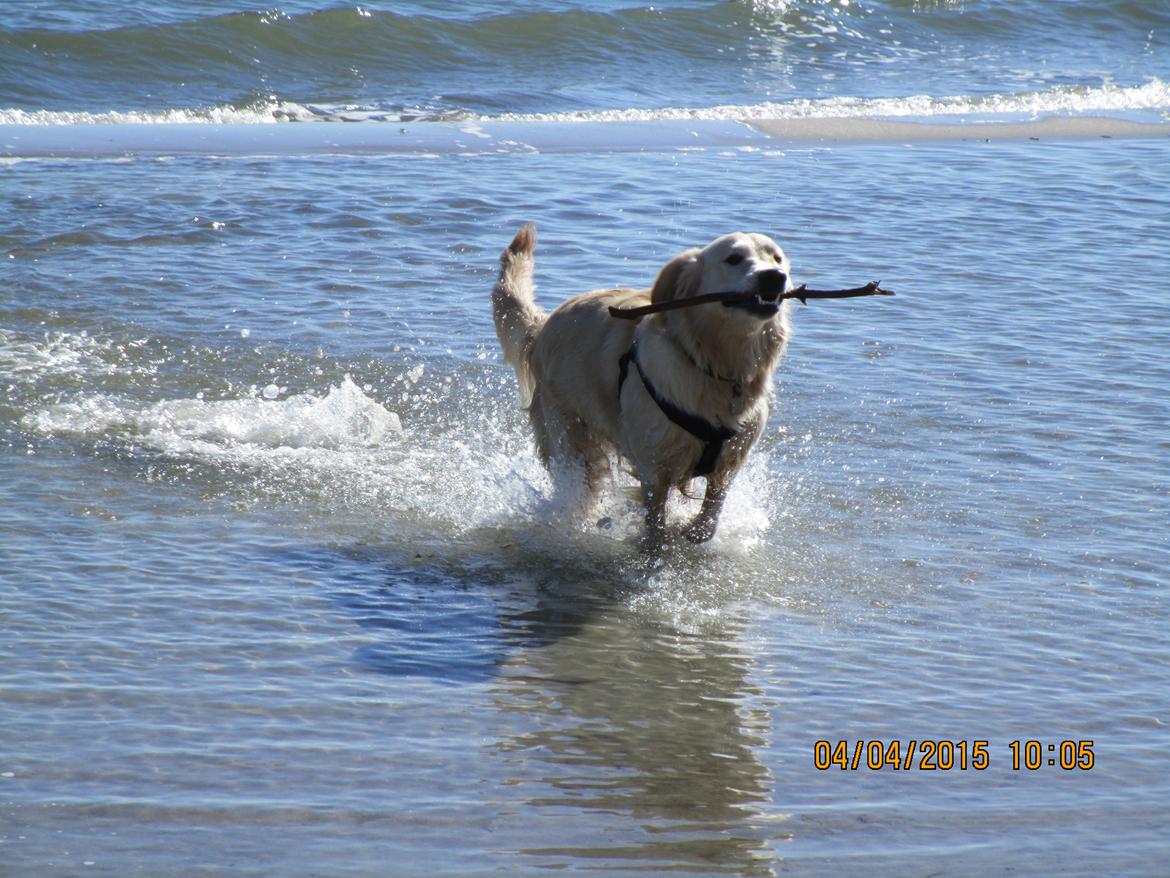 Golden retriever ludvig - han eeeelsker vand :-P billede 20