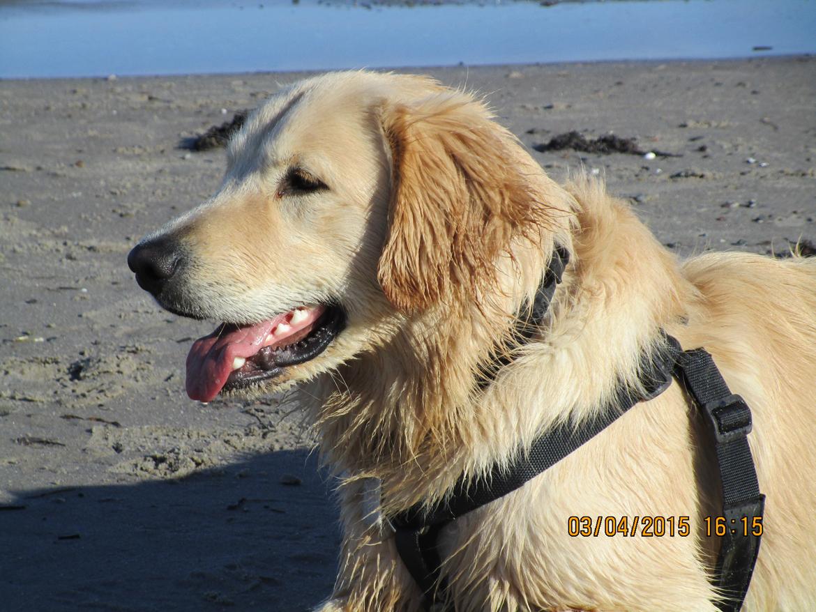 Golden retriever ludvig billede 26