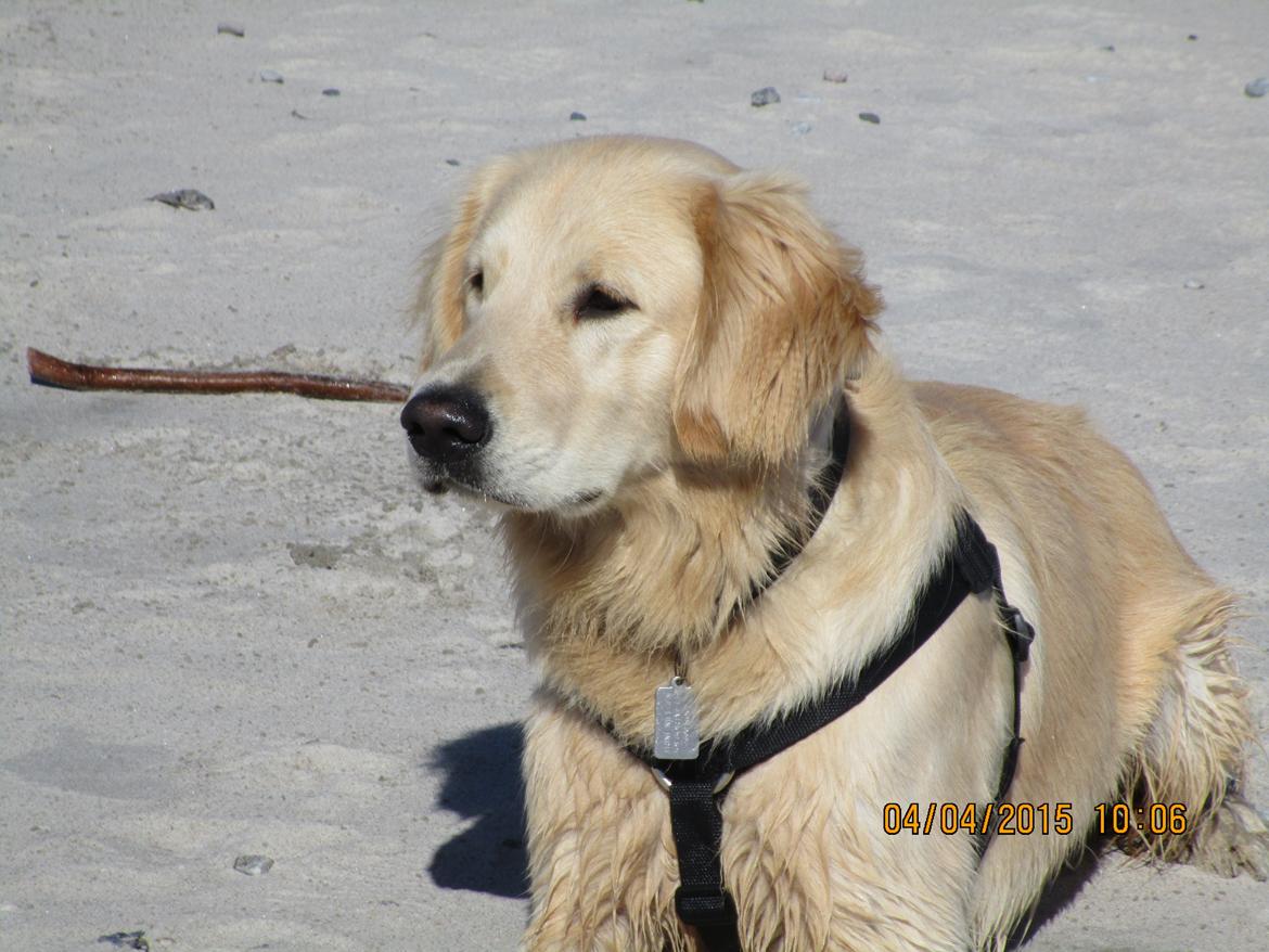 Golden retriever ludvig billede 7
