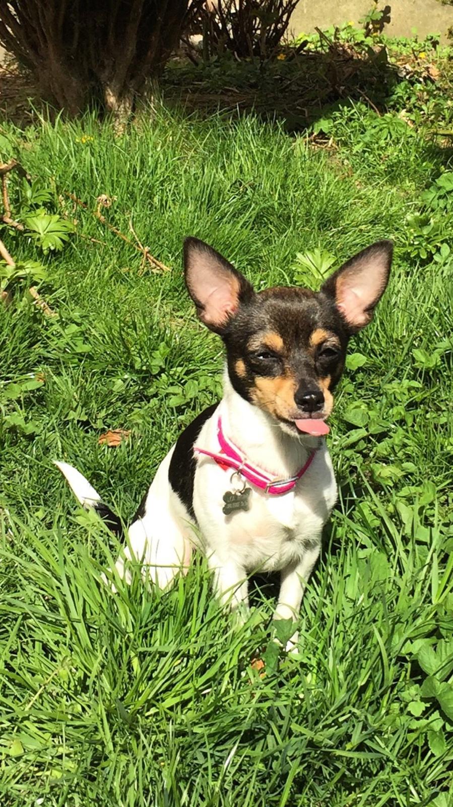 Blanding af racer Mille  billede 28