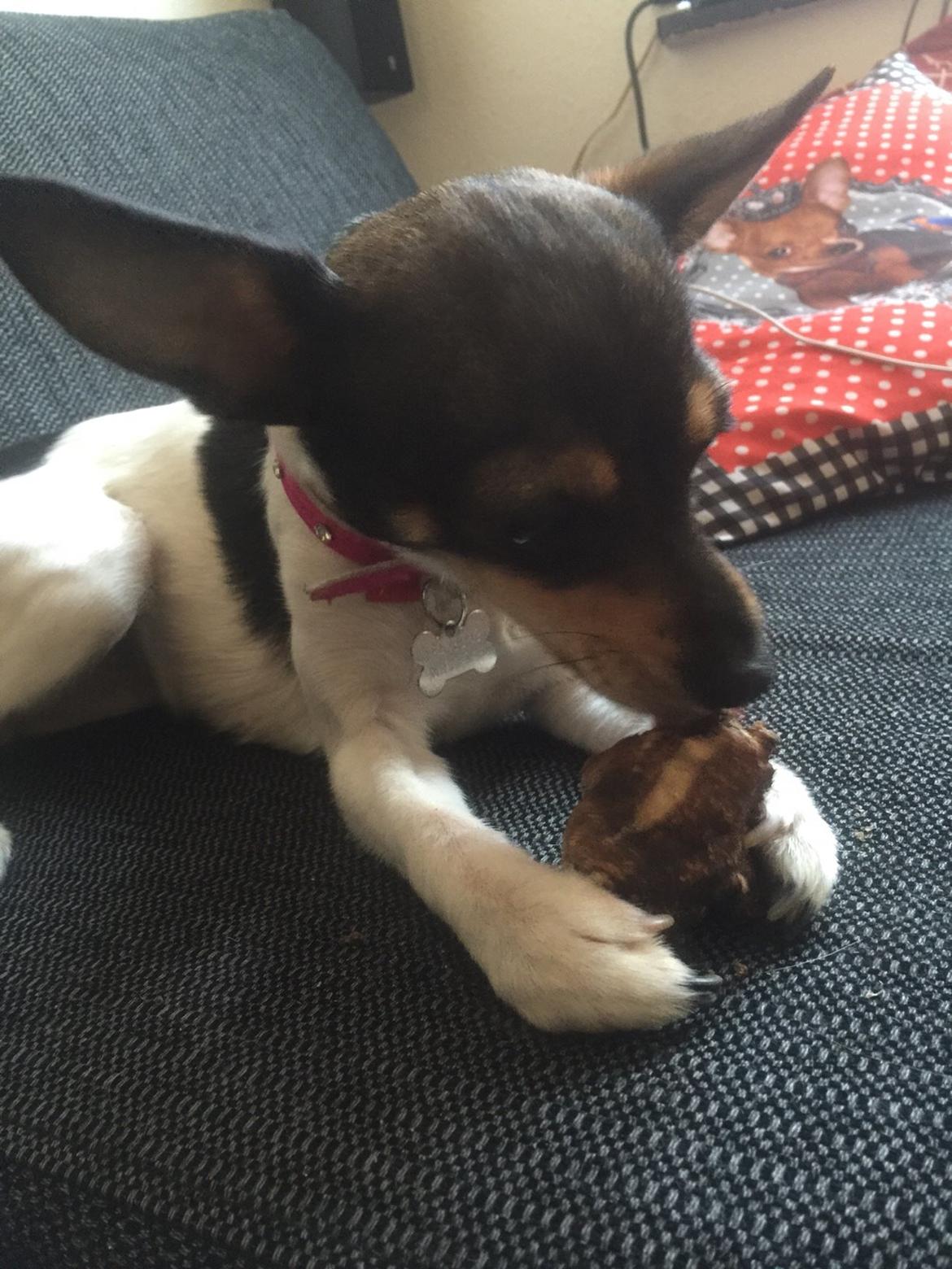 Blanding af racer Mille  billede 29