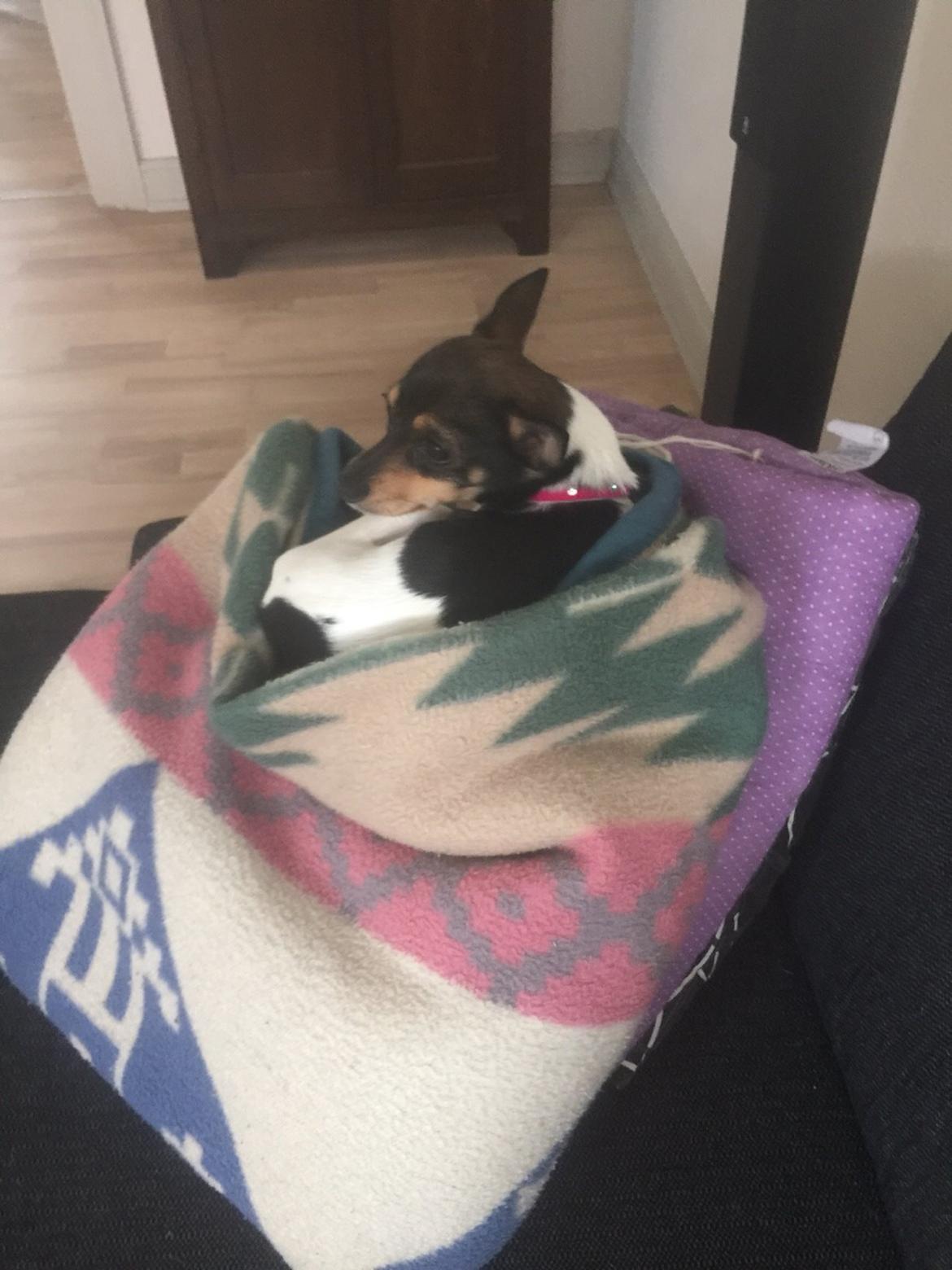 Blanding af racer Mille  billede 31