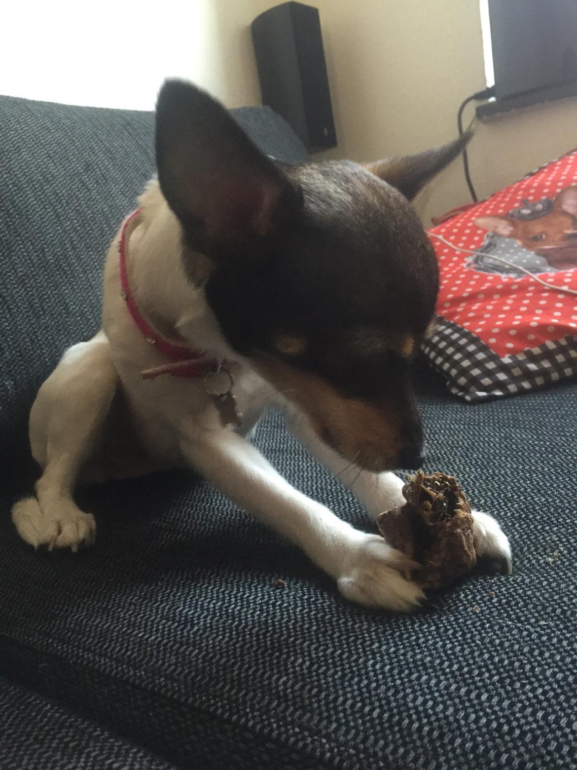 Blanding af racer Mille  billede 30