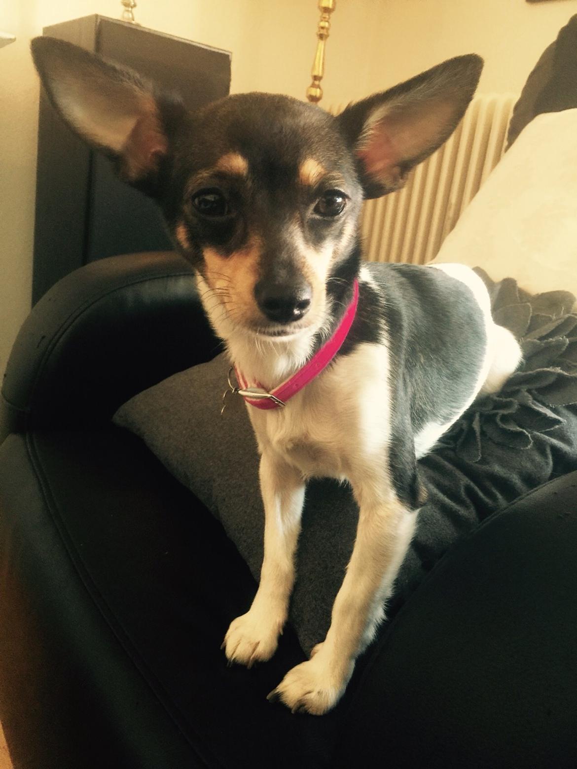 Blanding af racer Mille  billede 32