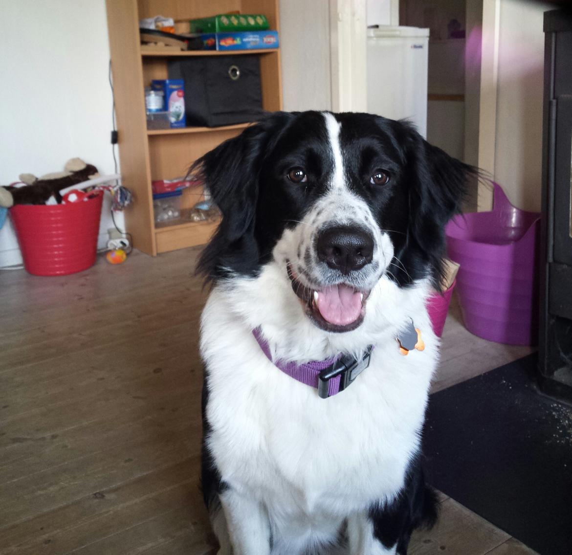 Blanding af racer Molly billede 7