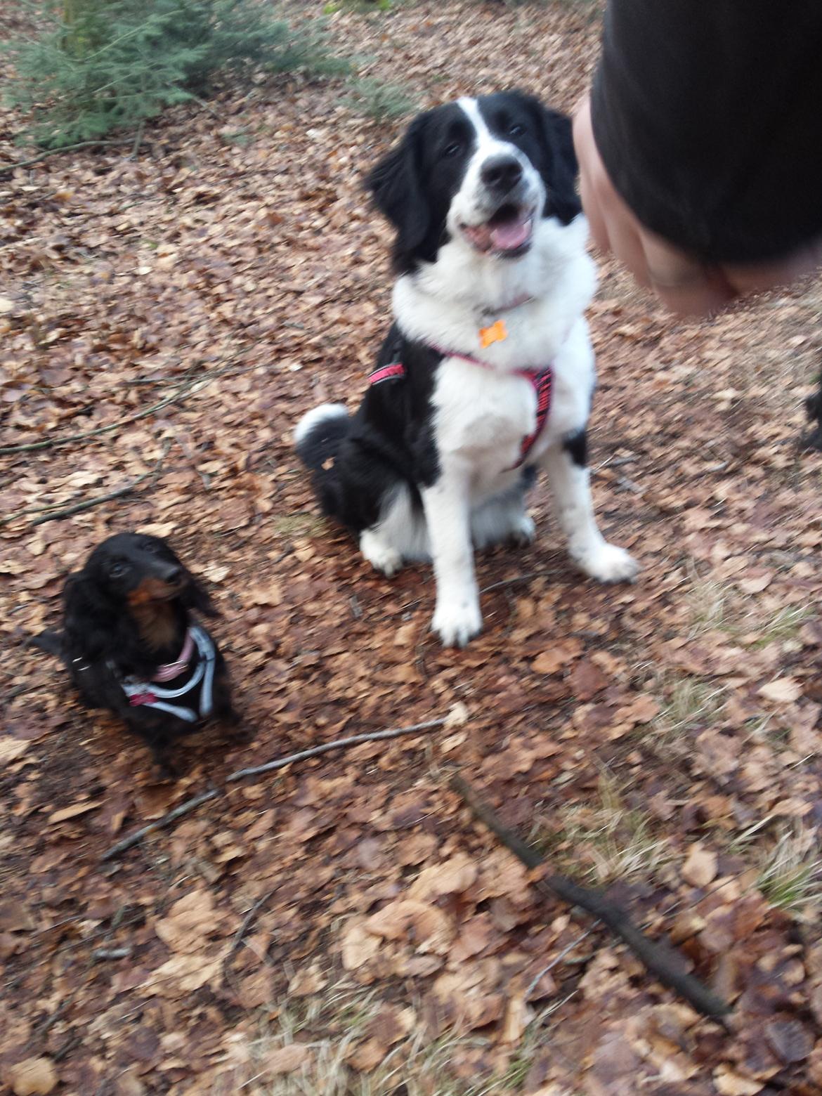 Blanding af racer Molly billede 8