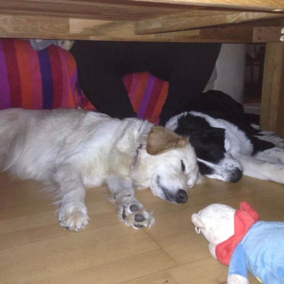 Blanding af racer Molly billede 17