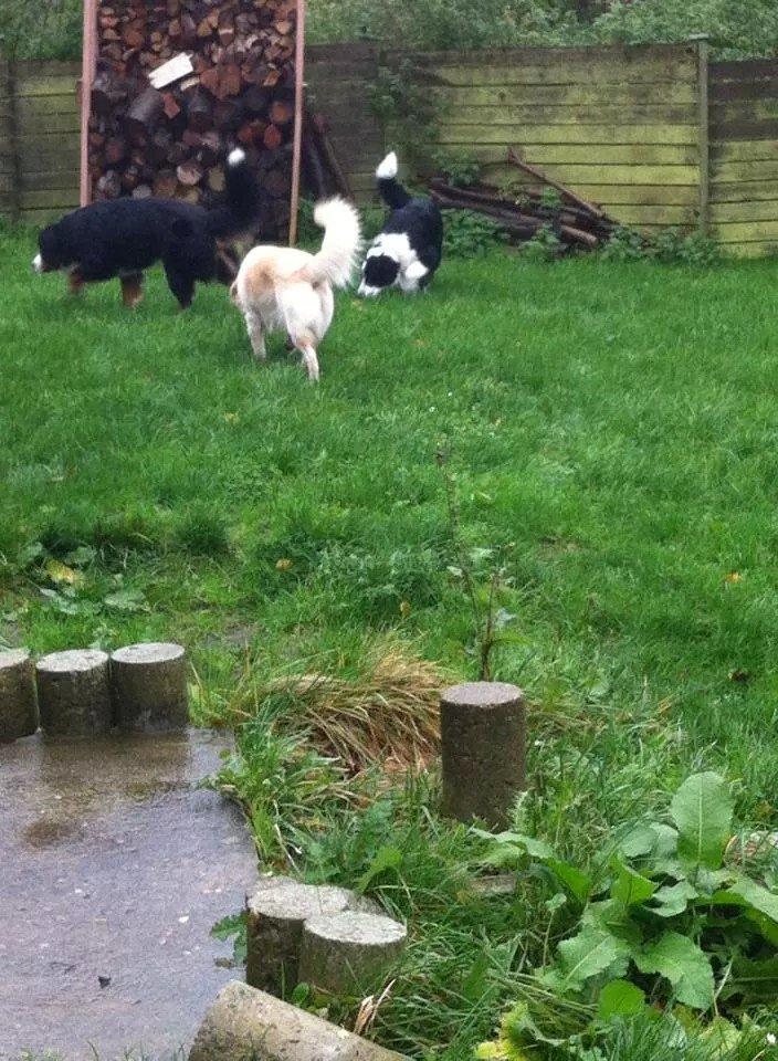 Blanding af racer Molly billede 18