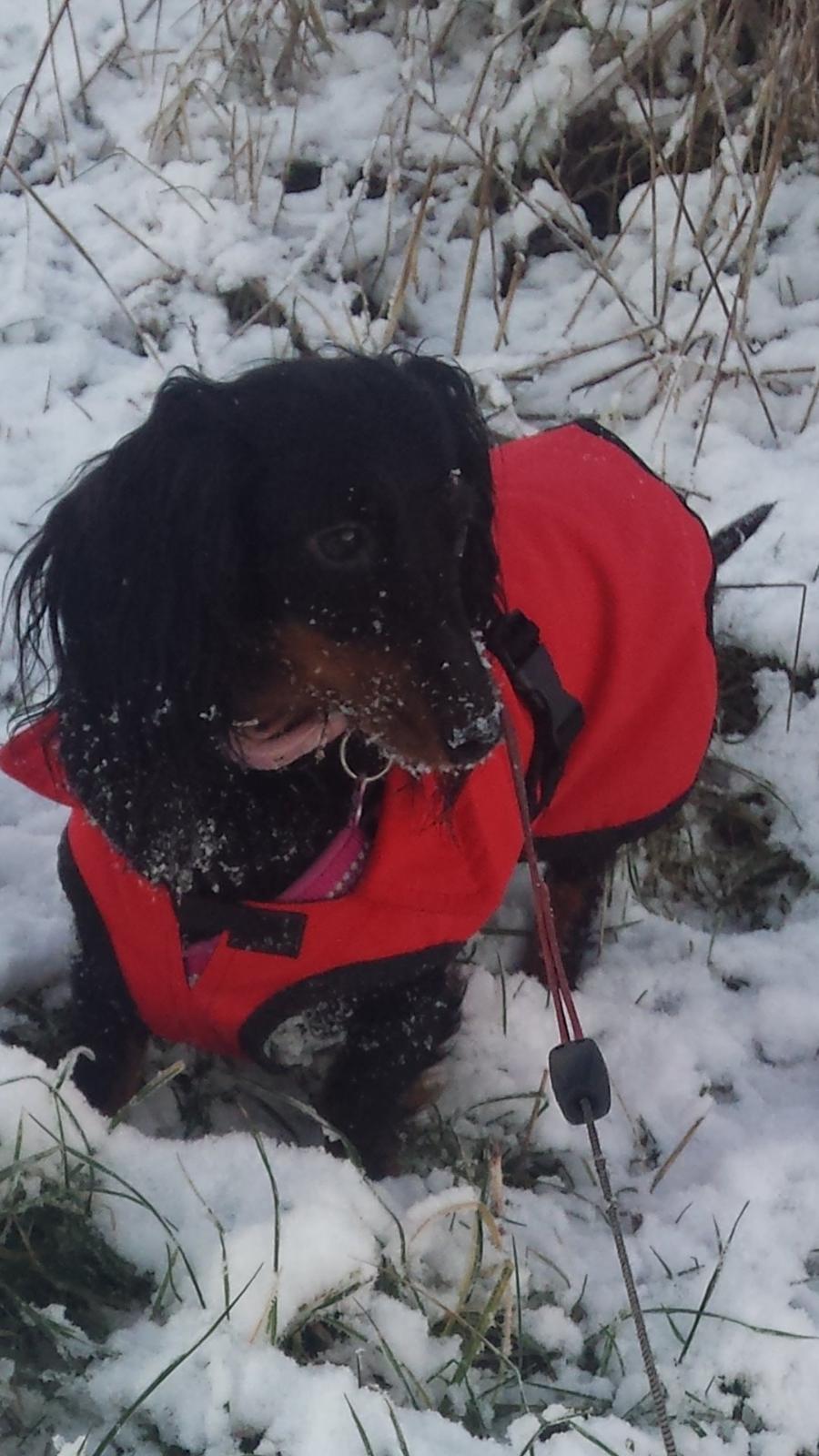 Dværggravhund Zenta billede 1