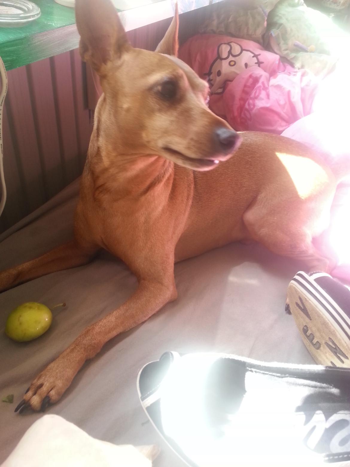 Dvaergpinscher Junior  billede 1