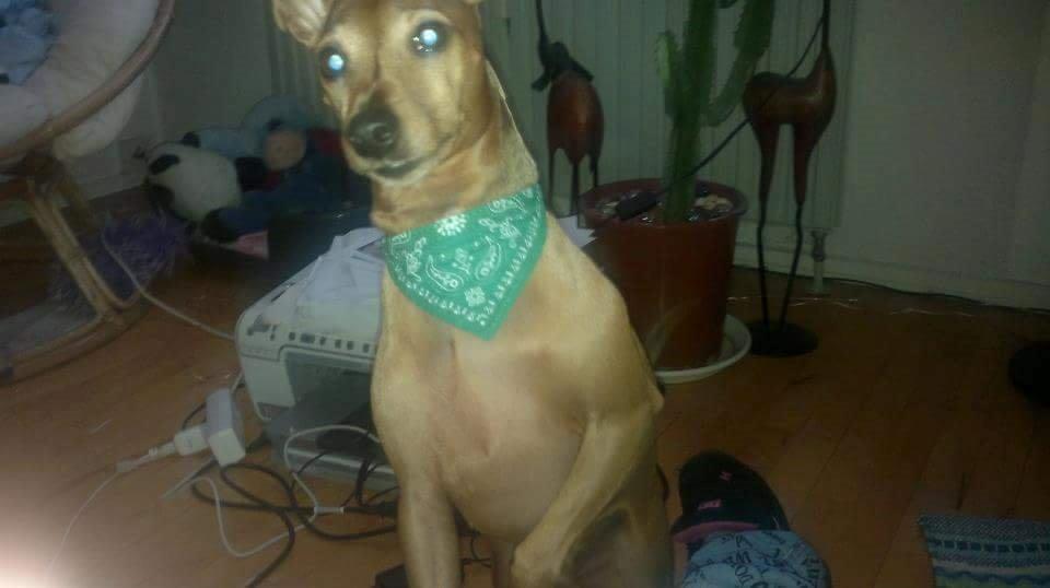 Dvaergpinscher Junior  billede 3