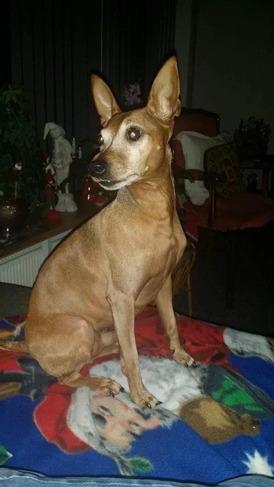 Dvaergpinscher Junior  billede 2