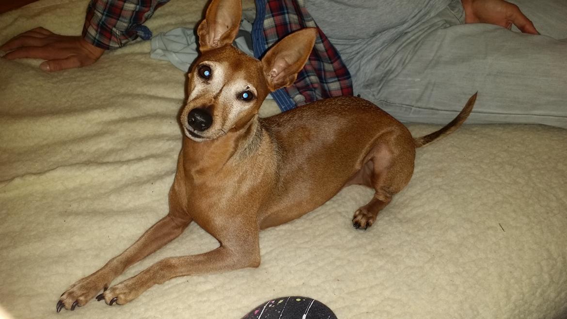 Dvaergpinscher Junior  billede 4