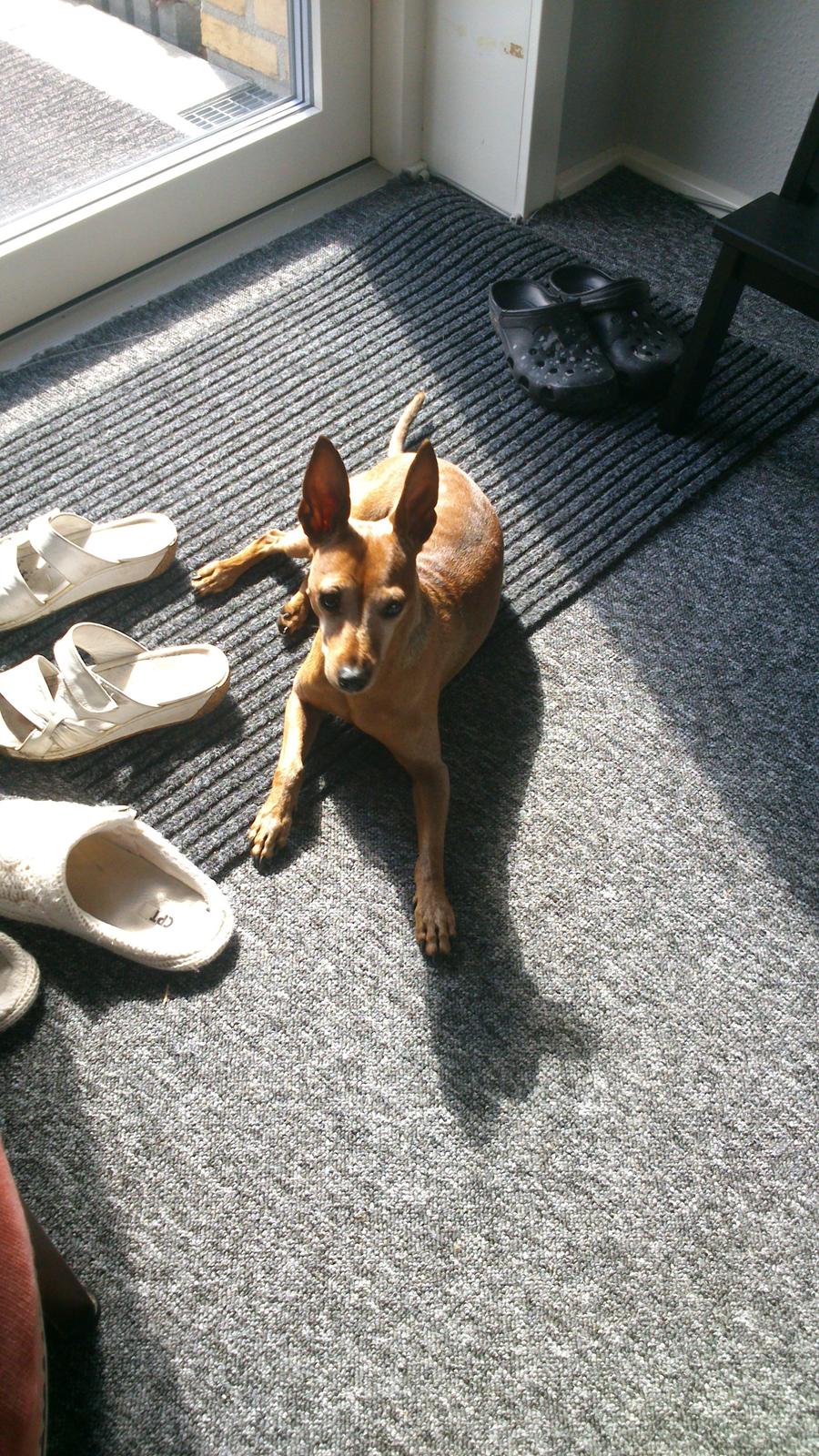 Dvaergpinscher Junior  billede 5