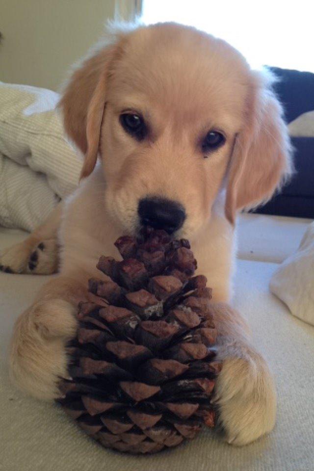 Golden retriever Carlo - Den bedste (og største) kogle - Carlo 9 uger billede 40