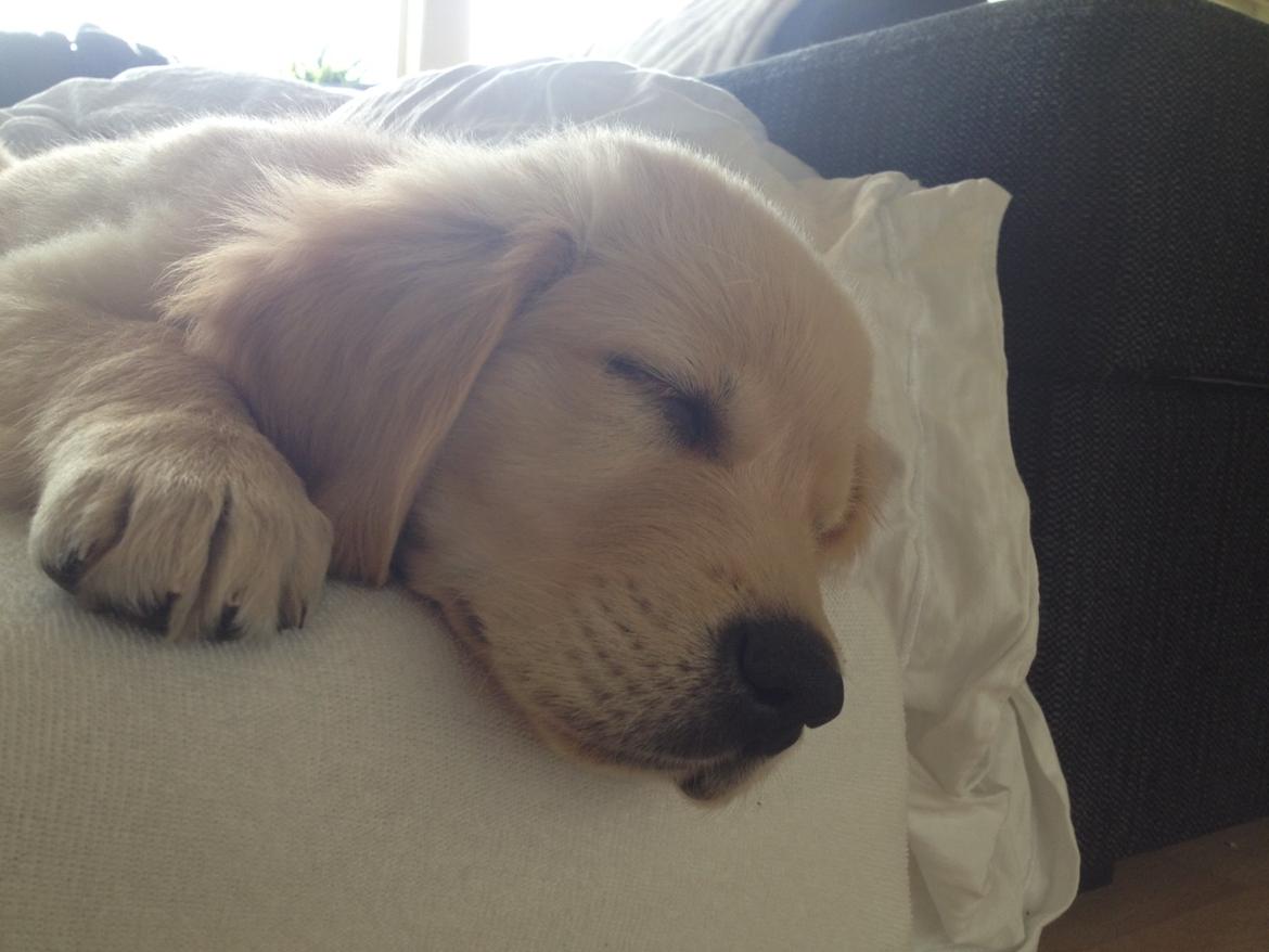 Golden retriever Carlo - En lille lur må være på sin plads - Carlo 9 uger billede 42