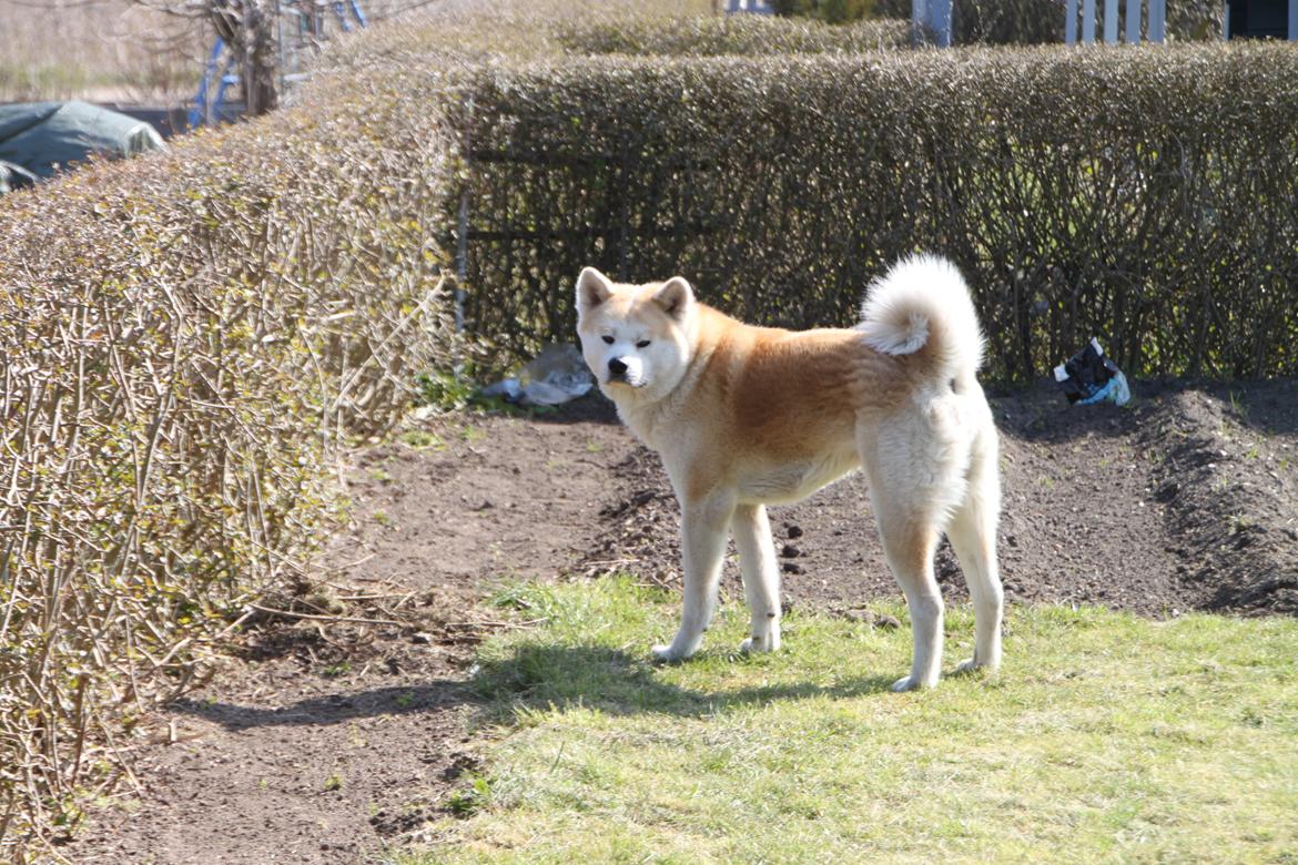 Akita inu yamoto (Akita-inu.dk) DK-AKIO billede 6