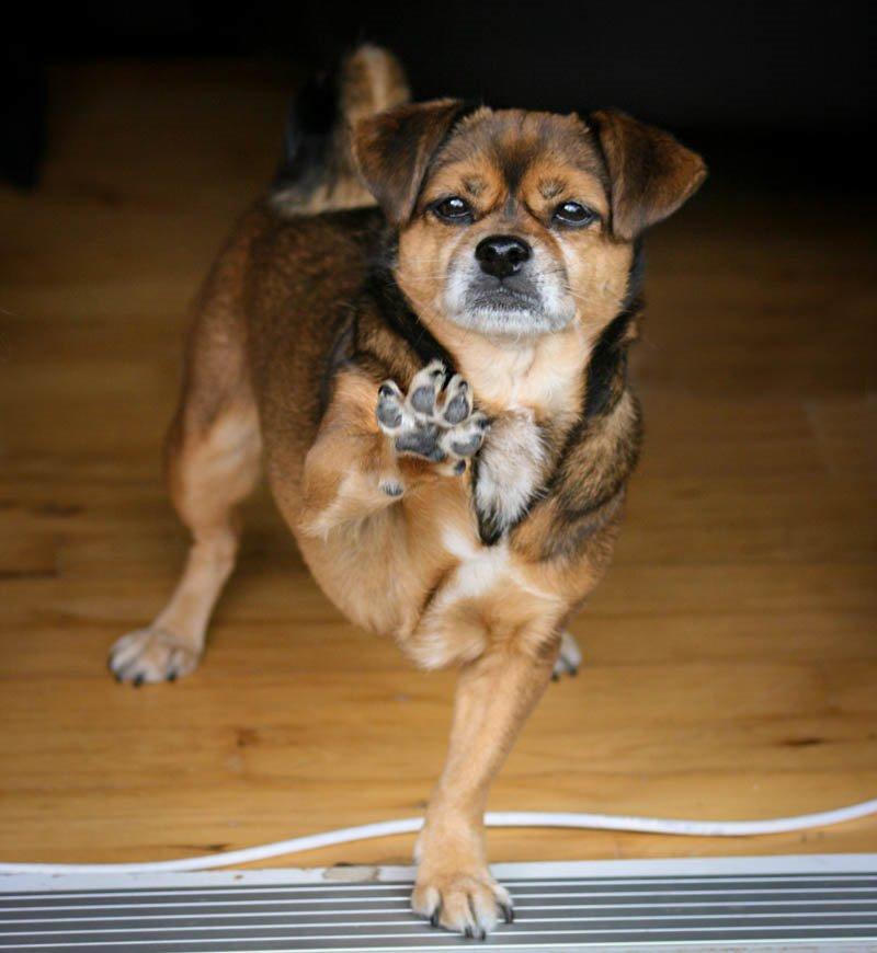 Blanding af racer Lilly - STOP!! Ingen adgang uden godbidder :P *april 2015* billede 18