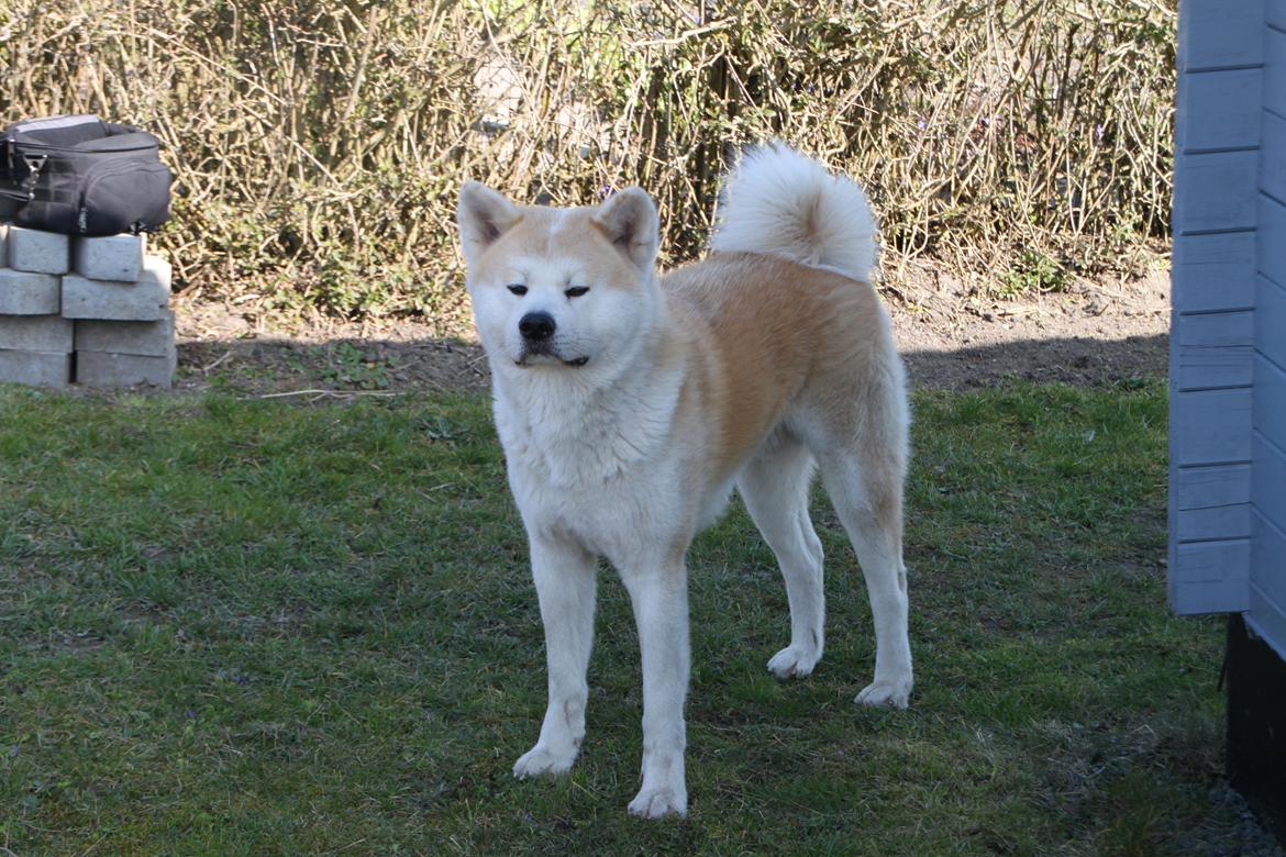 Akita inu yamoto (Akita-inu.dk) DK-AKIO billede 11